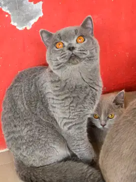 Kucing british shorthair bsh british shorthair