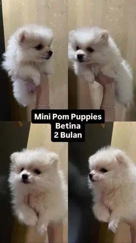 Anak Anjing Pom | Pomerian Puppy
