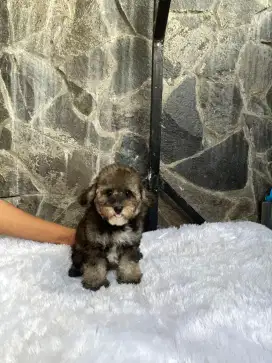Silver poodle female