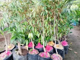 Bibit ochee duri hitam 1,5 meter bandar Lampung