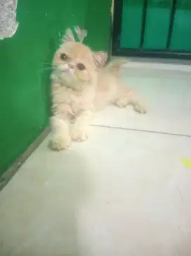 Anak kucing pesek shorthair