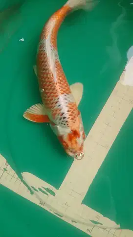 Ikan koi jenis Kujaku 40cm pola bagus