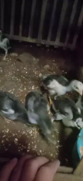 Ayam pakhoy speed brutal anak nya ada 5 Monggo  jos Vidio induk  ada