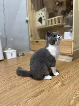 Bsh british shorthair bico blue jantan 10bln ped