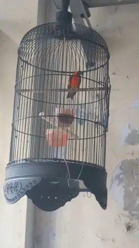 Red siskin classic gacor