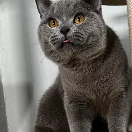 Bsh british shorthair blue pedigree big bone 11bln