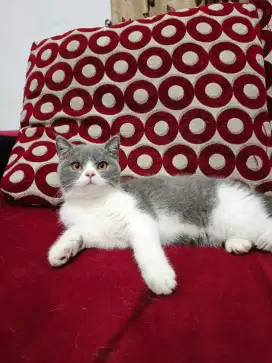 British shorthair