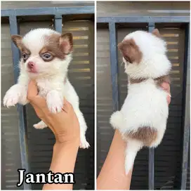 Chihuahua long hair jantan puppy