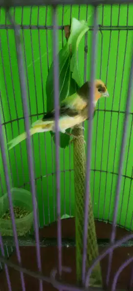 Burung kenari bon simetris rajin