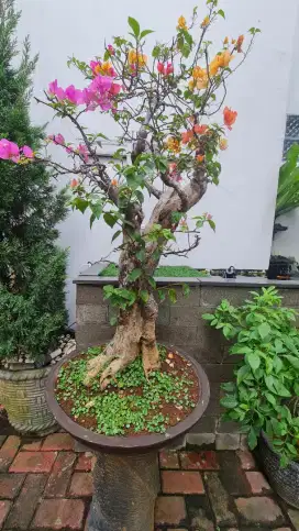 Bonsai bugenfil 15th