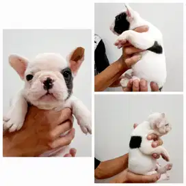 French bulldog puppy jantan & betina