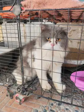 Kucing Persia Flatnose