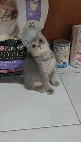 Kucing british shorthair mix kucing bsh mix
