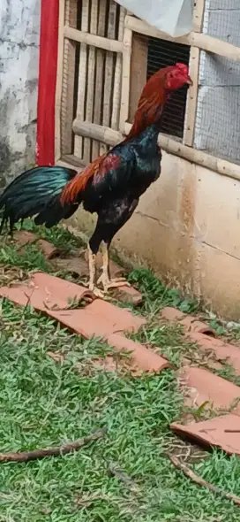 Ayam bangkok muda