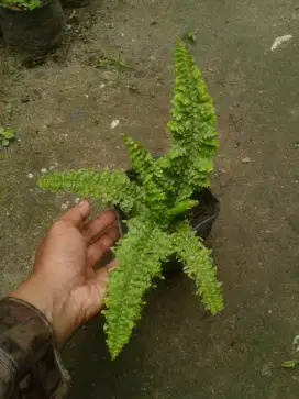 Tanaman Pakis Pedang