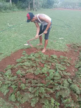 Rumput hijau siap tanam