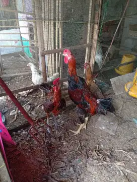Jual ayam pelung