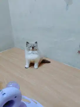 Kitten ragdol himalaya