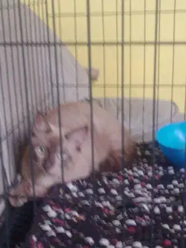 Kucing Himalaya