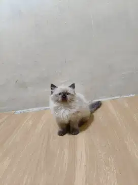Kitten munckhin betina