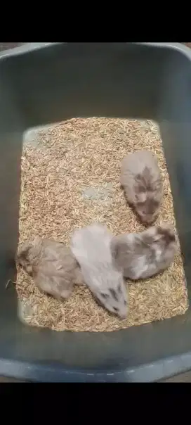Hamster syrian longhair