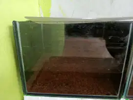 Jual aquarium dan ikan channa asiatica