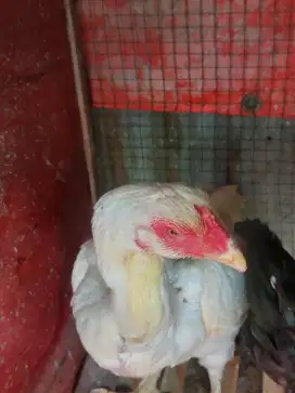 Ayam birma x pakoy putih kapas bewokan