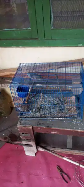 BURUNG PERKUTUT LOKAL 3 EKOR PLUS KANDANG NYE YE BRO