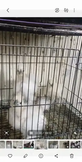 Ayam silkie 1 pasang