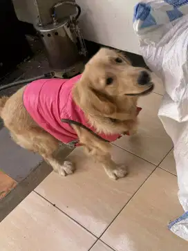 Golden retriever jantan