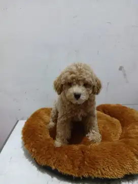 Poodle anakan jantan