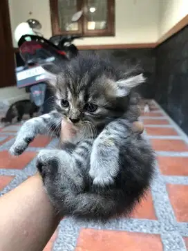 Kitten persimed x bigbone jantan black tabby