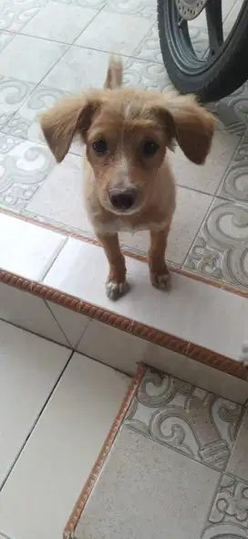 Jual anak anjing mix