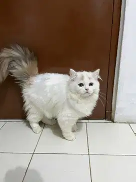 Bsh mix norwegian betina 3,5bln