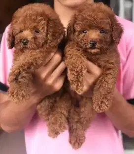 DIJUAL ANAK ANJING POODLE