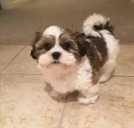 DIJUAL ANAK ANJING SHIHTZU