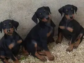 DIJUAL ANAK ANJING DOBERMAN