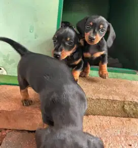 DIJUAL ANAK ANJING DACHSHUND/ TEKEL