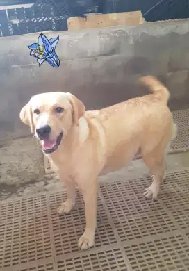 Labrador Betina Yellow ( Remaja )