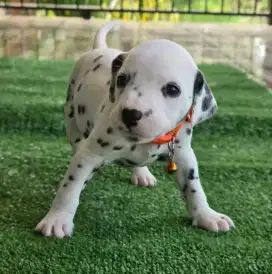 DIJUAL ANAK ANJING DALMATION