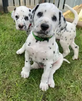 DIJUAL ANAK ANJING DALMATION