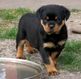 DIJUAL ANAK ANJING ROTTWEILER
