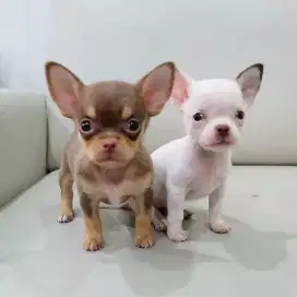 DIJUAL ANAK ANJING CHIHUAHUA