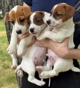 DIJUAL ANAK ANJING JACK RUSSELL
