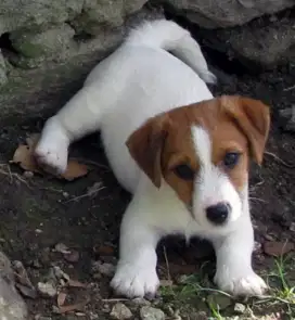 DIJUAL ANAK ANJING JACK RUSSELL
