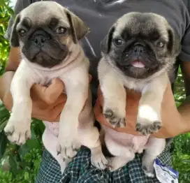 DIJUAL ANAK ANJING PUG