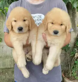 DIJUAL ANAK ANJING GOLDEN RETRIEVER