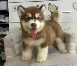 DIJUAL ANAK ANJING SIBERIAN HUSKY