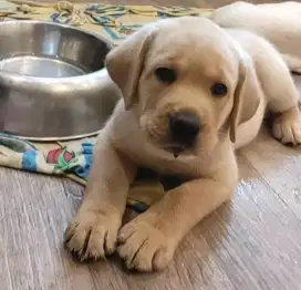 DIJUAL ANAK ANJING LABRADOR RETRIEVER
