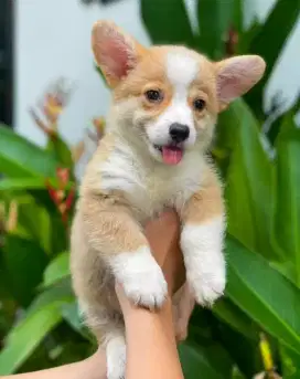 DIJUAL ANAK ANJING CORGI